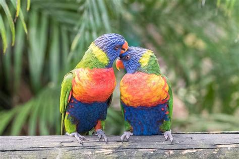 Rainbow lorikeet, parrots stock image. Image of funny - 130897829