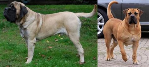 English Mastiff vs Boerboel - Breed Comparison | MyDogBreeds