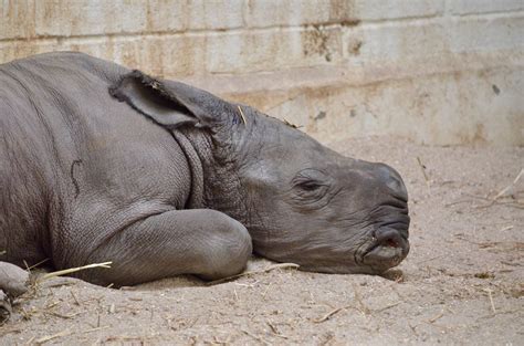 Southern white rhinoceros baby is first ever born at Virginia Zoo in ...