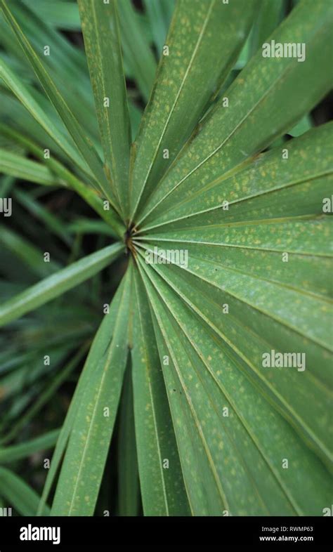 Green spiral plant hi-res stock photography and images - Alamy