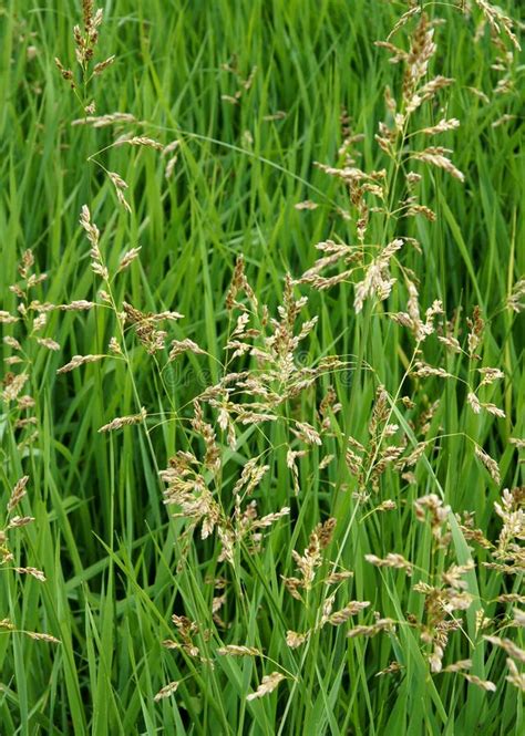 Sweetgrass foto de archivo. Imagen de dulce, ojibwa, montana - 7024068