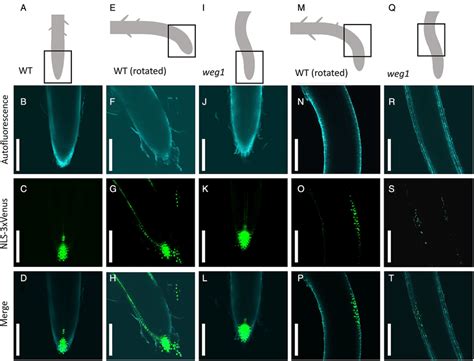 Auxin distribution pattern at the root tip and curve regions in ...