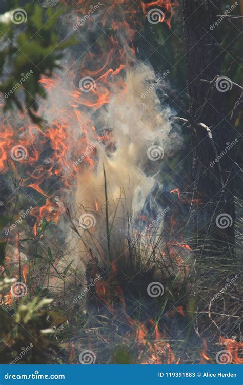 Controlled Burn Photos stock image. Image of staff, burning - 119391883