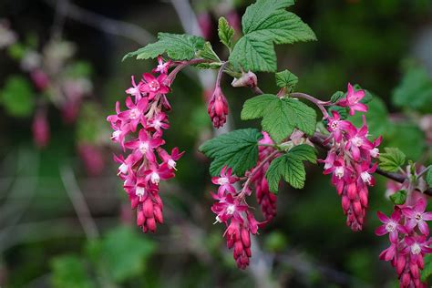 Red-flowering Currant | native fruit trees for sale | Native Foods Nursery