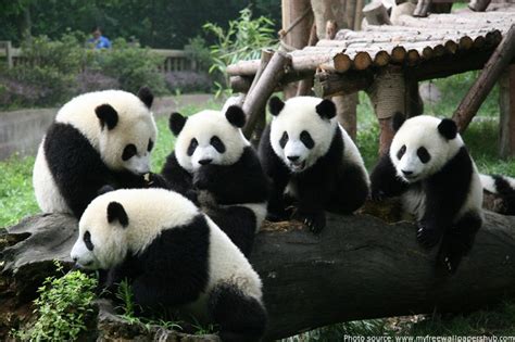 Interesting facts about pandas | Just Fun Facts