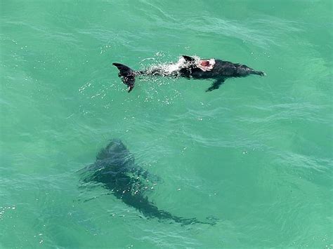 Two Monster Sharks Are Eating Dolphins And Closing Australian Beaches