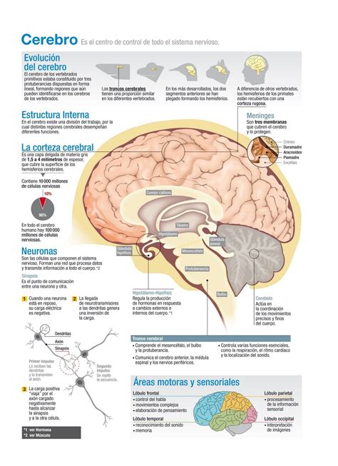 Cerebro Humano | Anatomia del cerebro humano, Cerebro humano, Anatomia y fisiologia humana