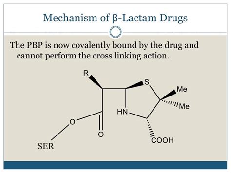 Beta lactam mechanism of action animation information | Anime