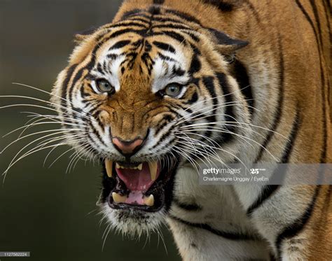 Close-Up Portrait Of Tiger Roaring | Tiger roaring, Tiger species ...