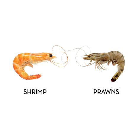 What's the Difference Between Shrimp and Prawns? | Southern Living