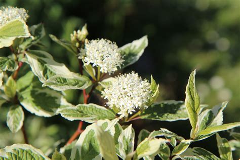 Ivory Halo Dogwood Shrub (1 Gallon) - A lovely ornamental twist on the – Online Orchards