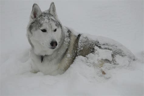 Siberian Husky Snow Dogs HD Wallpapers