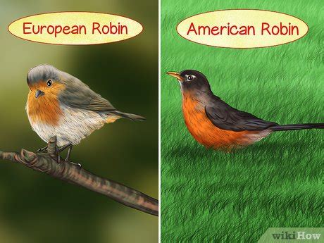 How to Tell a Male Robin from a Female Robin: Ultimate Guide