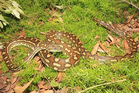 Coastal Carpet Python - South East Snake Catcher - Gold Coast