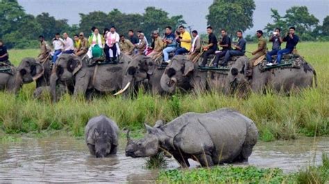 Kaziranga National Park and Tiger Reserve reopens for tourists | Travel - Hindustan Times