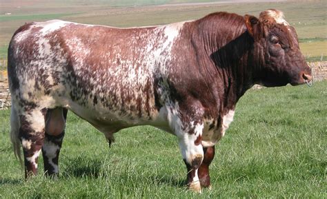 Shorthorn | Rindvieh, Kühe, Tiere