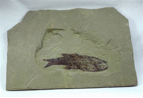 Paleonisciformes Paleozoic Fossil Fish from Heath Shale