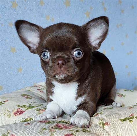 Teacup chihuahua puppy/Chihuahua teacup puppies