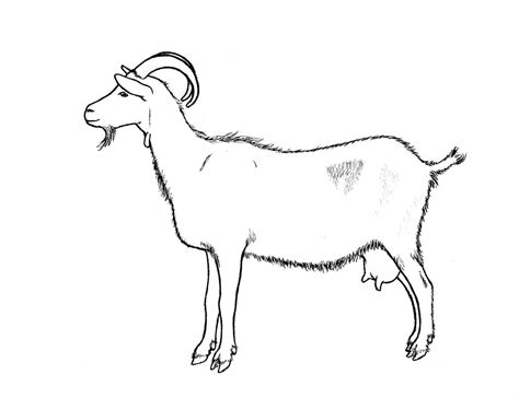 Simple Goat Drawing Sketch Coloring Page