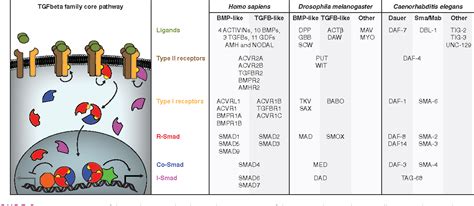 Tgf Beta Signaling Pathway Animation Pictures - whiteprinting