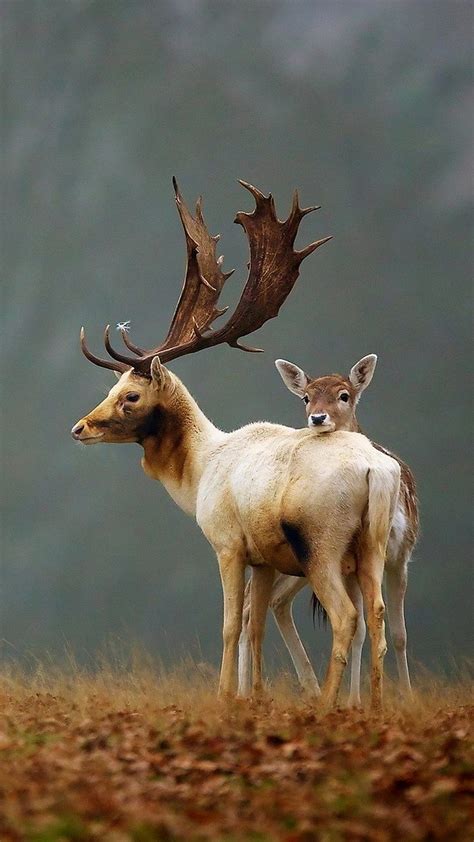 HD fallow-deer wallpapers | Peakpx