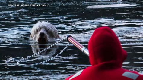 PHOTOS: Dog rescued from icy lake - ABC13 Houston