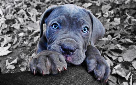 a black and white photo of a puppy with blue eyes laying on a pillow in front of leaves