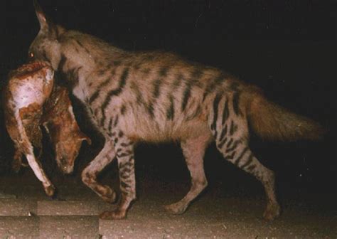 TIL about striped hyenas : r/natureismetal