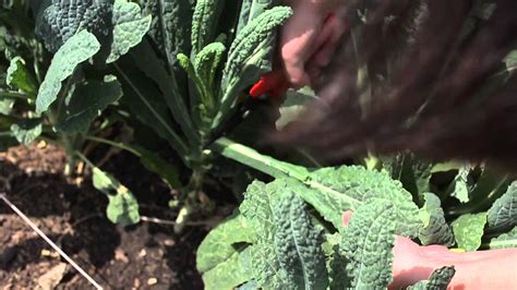 How To Pick Kale From Your Garden - Brassica Oleracea Dwarf Green Curled Freshly Harvested Home ...