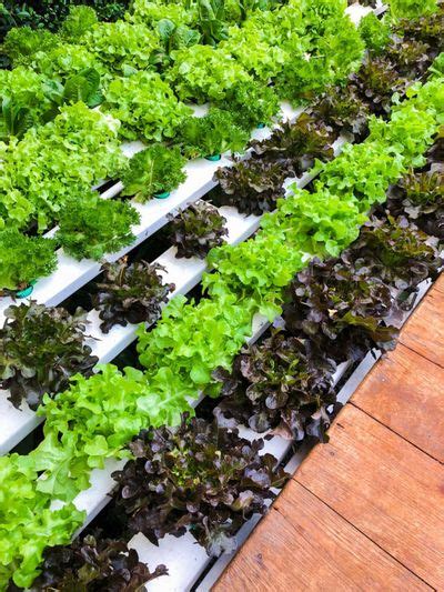 Growing An Indoor Farm: Learn About Veggie Farming Indoors