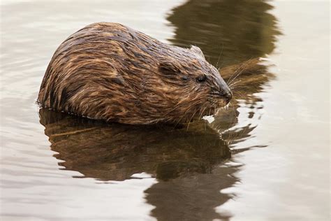 Baby Muskrat Photograph by Geraldine DeBoer - Fine Art America