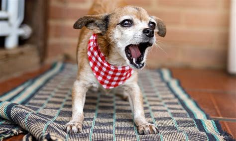 Is Your Older Dog Starting to Bite? How to Handle a Dog Becoming ...