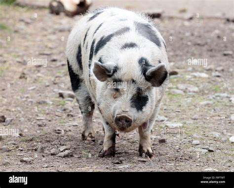 Single Gloucestershire Old Spot pig standing and looking Stock Photo ...