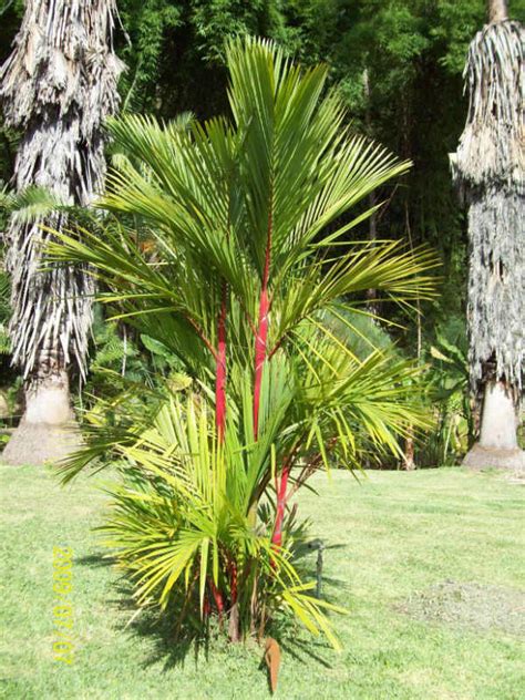 Palmera Cyrtostachys