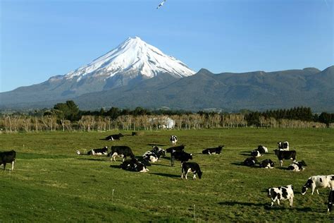 New Zealand dairy cow numbers drop for the first time in 9 years - Agriland