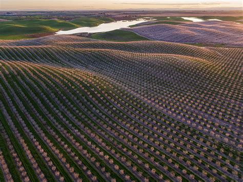 California Almonds Are Back After Four Years of Brutal Drought