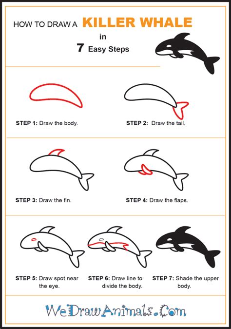 How to Draw a Simple Killer Whale for Kids