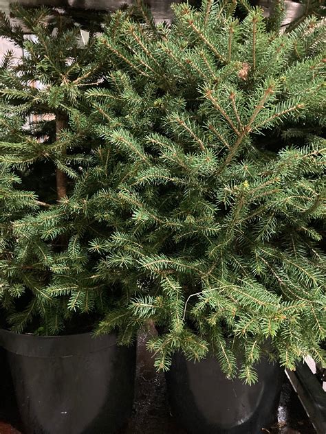 Containerised Norway Spruce Christmas Tree 1 Metre Height | Etsy