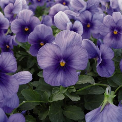 Buy Winter Pansy (Viola Cornuta) 200 seeds online :: Seeds :: HobbySeeds Store