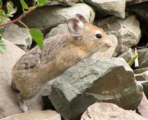 Kazakh Pika/ large eared pika or alpine pika | Mammals, Pika animal, Baby animal drawings