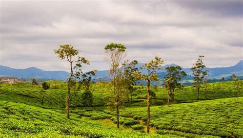 Valparai Trekking Lets You Embrace Nature's Serenity