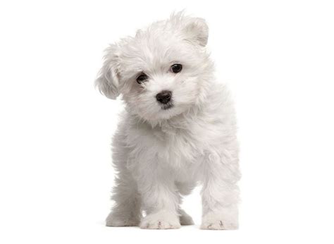 #1 | Maltipoo puppies for sale in West Sacramento, CA