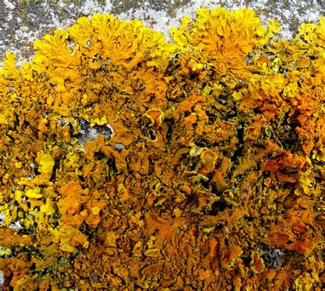 Xanthoria parietina – foliose lichen | Dr M Goes Wild