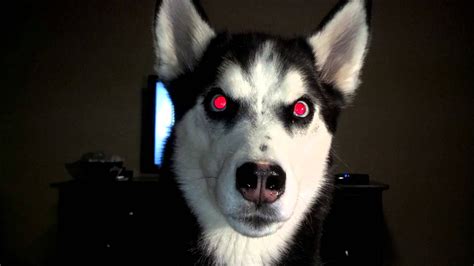 Evil Husky | Silly animals, Cute animals, Silly dogs