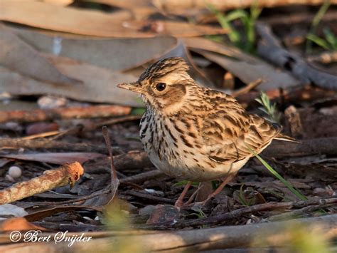 Woodlark | Birding Portugal