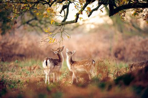 BANCO DE IMÁGENES GRATIS: Venados en el bosque tomando su desayuno en la mañana