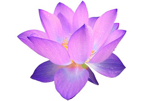 Clip art Sacred Lotus Portable Network Graphics Image Drawing - flowers clipart lotus png ...