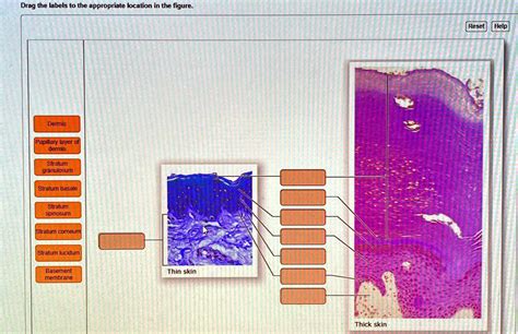 SOLVED: Drag the lables to the appropriate location in the figure. Drag the labels to the ...