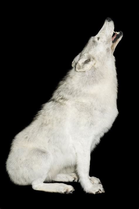 Wolf Howling in Snow stock photo. Image of wild, background - 8827270