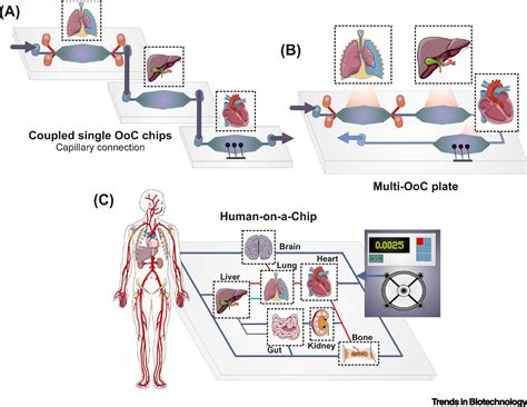 Multiorgan-on-a-Chip: A Systemic Approach To Model and Decipher Inter-Organ Communication ...